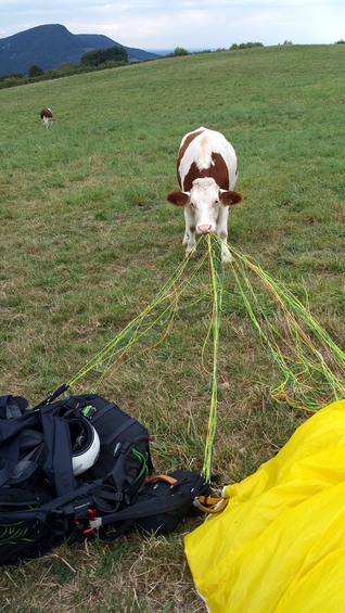 les vaches veulent aussi faire leur stage parapente